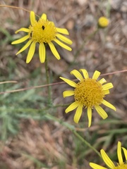 Mesogramma apiifolium