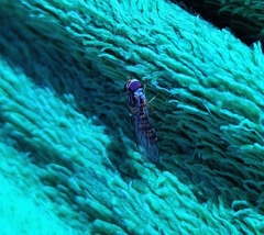 Episyrphus balteatus