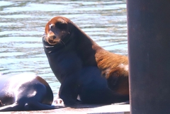 Zalophus californianus