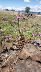 Epilobium pallidum