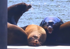 Zalophus californianus