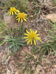 Mesogramma apiifolium
