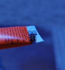 Episyrphus balteatus