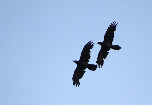 Common Raven photographed in Wisconsin