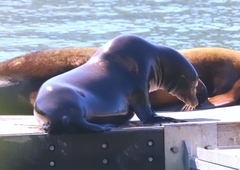 Zalophus californianus