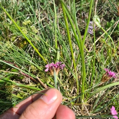 Dianthus pontederae