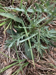 Mesogramma apiifolium
