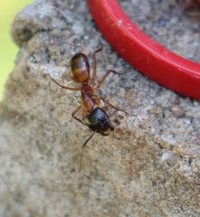 Camponotus