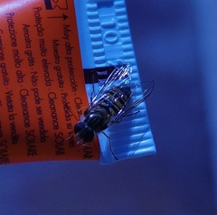 Episyrphus balteatus