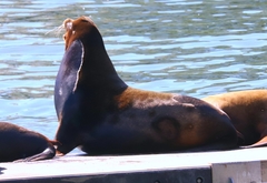 Zalophus californianus