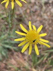 Mesogramma apiifolium