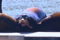 Zalophus californianus