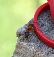 Camponotus