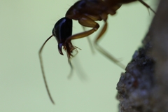 Camponotus