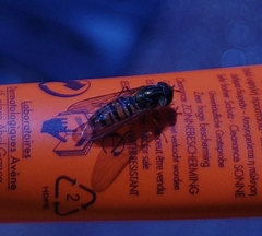 Episyrphus balteatus