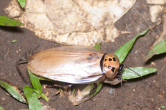 Eublaberus