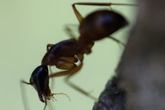 Camponotus