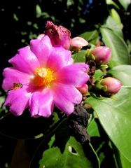 Pereskia grandifolia