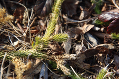 Lycopodium lagopus