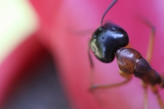 Camponotus