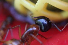 Camponotus