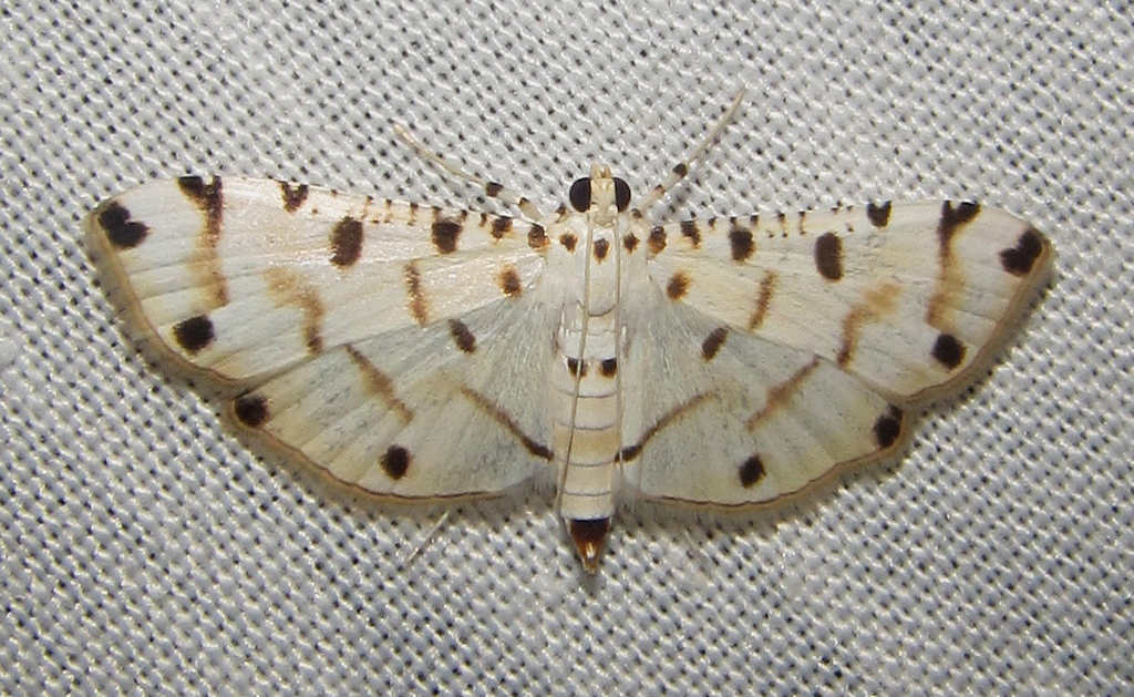 Pycnarmon cribrata