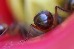 Camponotus