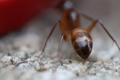 Camponotus