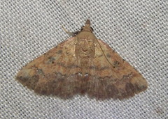 Cerynea thermesialis