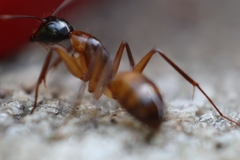 Camponotus