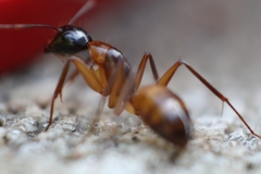 Camponotus