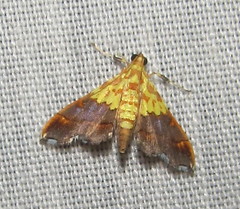 Agrotera citrina
