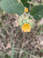 Sida cordifolia