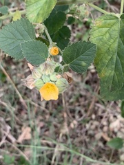 Sida cordifolia