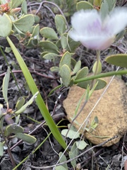 Calochortus tolmiei
