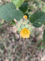 Sida cordifolia