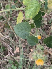 Sida cordifolia