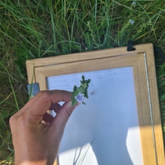 Veronica chamaedrys vindobonensis