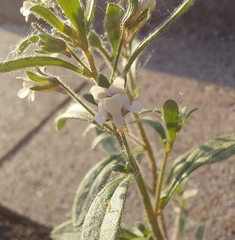 Chaenorhinum minus