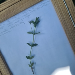 Veronica chamaedrys vindobonensis