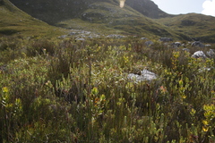 Erica thomae thomae