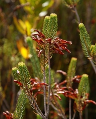 Erica thomae thomae
