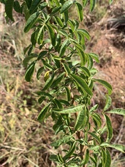 Searsia rigida