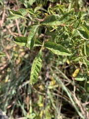 Searsia rigida
