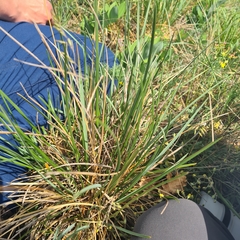 Sesleria sadleriana