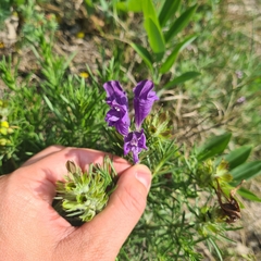 Dracocephalum austriacum