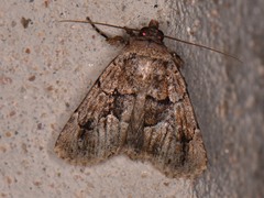 Sympistis dinalda