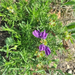 Dracocephalum austriacum