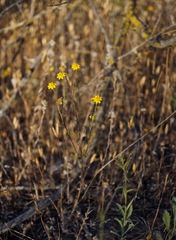 Pseudobahia heermannii