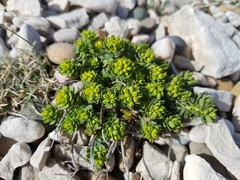 Euphorbia seguieriana